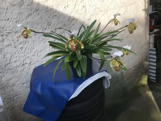 Orquídea sapatinho  - Linda e Exótica!