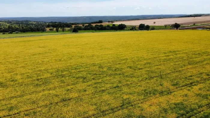 Fazenda 20 Alqueires - Lavoura!