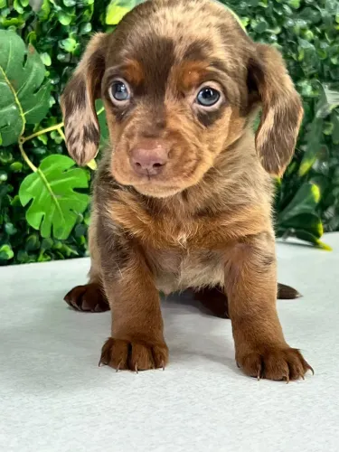 Dachshund chocolate 