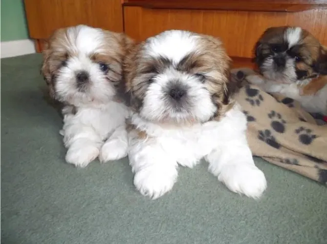 Encante-se com Nossos Filhotes de Shih-Tzu Fêmea de Alta Qualidade