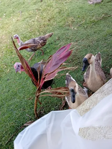 GANSOS sinaleiro