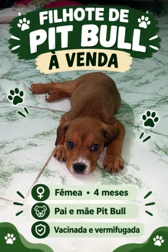 CACHORRO PIT BULL FILHOTE
