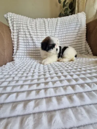 Mini shih tzu fêmea 