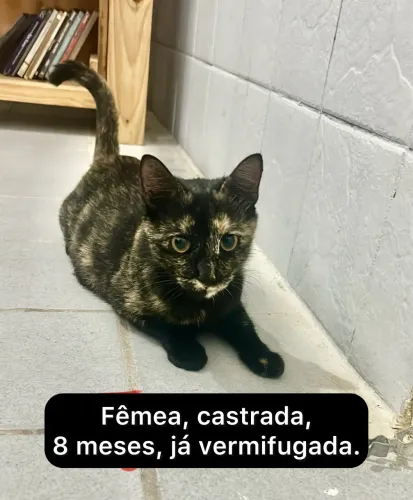 Gatinha adulta castrada para adoção 