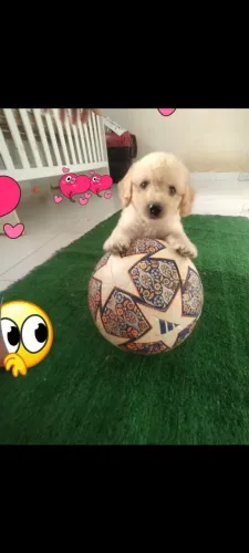 Filhote de poodle toy