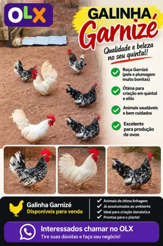 Galo e galinha garnizé