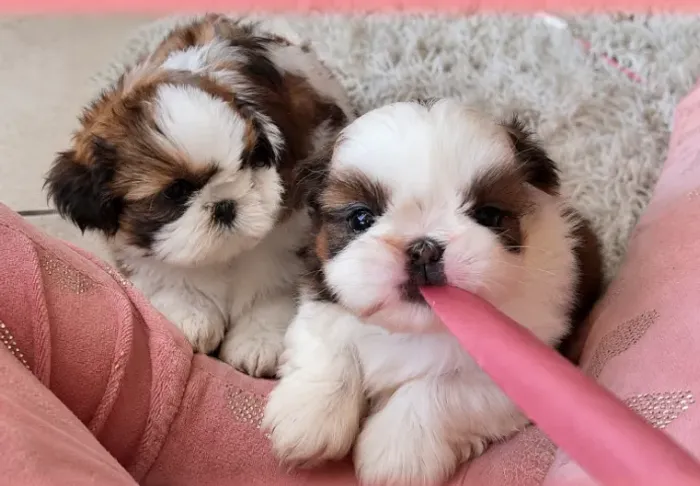 Shihtzu Lindos Bebês Miniaturas.