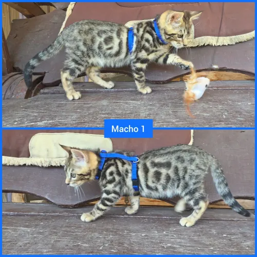 Filhotes de gato Bengal
