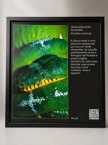 Quadro Artístico Exclusivo | Jiboia-Arborícola-Esmeralda
