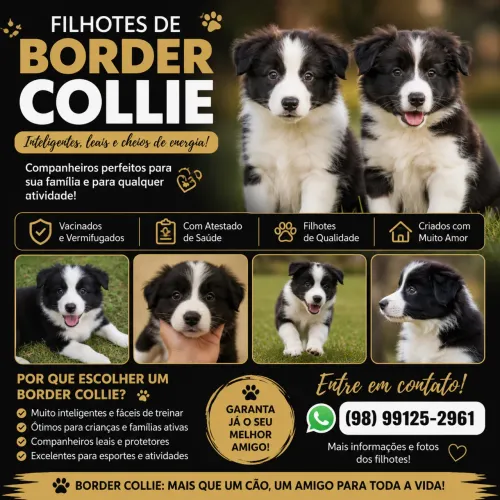 Vende - se filhote de border collie! 