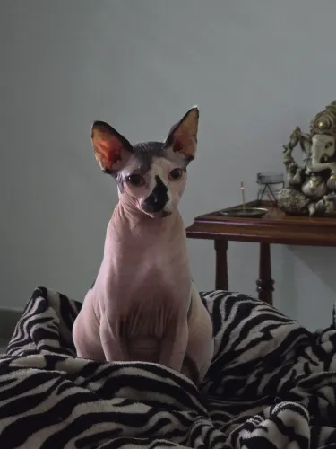 Gato Sphynx Macho com Pedigree