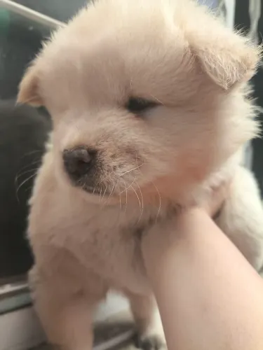 DOAÇÃO DE FILHOTES RAÇA CHOW CHOW