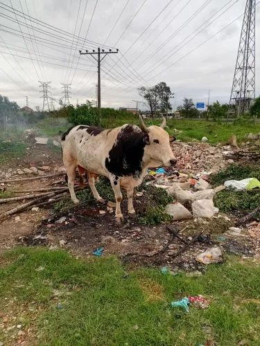 Vendas de gado 2 boi três vacas