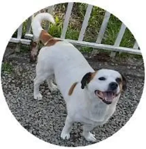 Cachorro para adoção responsável