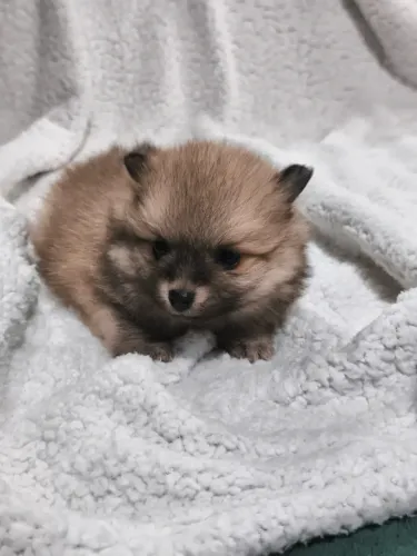 Lulu da Pomerania 