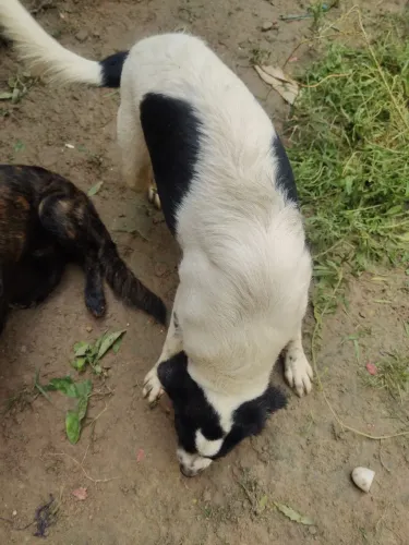 Doação da cachorros 