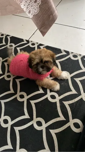 Filhote de cachorro Shitszu Fêmea