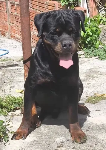 Rottweiler para acasalamento
