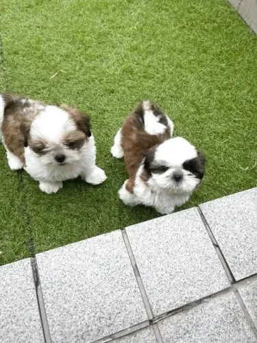 Cãozinho saudável Shih tzu/Shitzu
