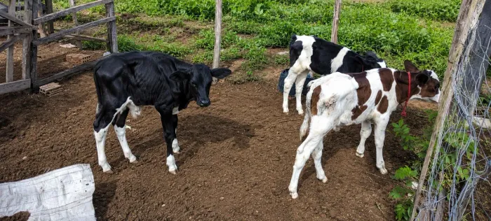 Bezerros de mamadeira 