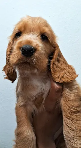 Filhote de Cocker Spaniel Inglês Macho Dourado 