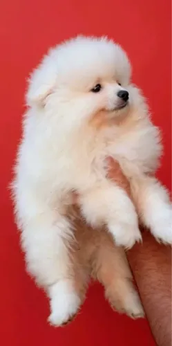 Lulu machinho