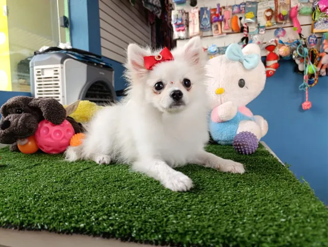 Spitz alemão fêmea com as 3 dose de vacina importada $3.800,00