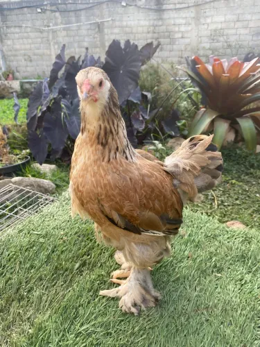 Franguinhos Brahma