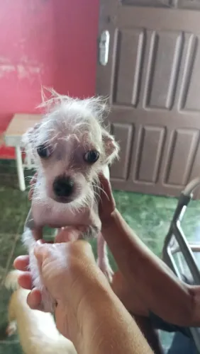 Pet lindo.