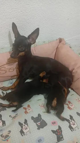     Pinscher Miniatura - Filhote Carinhoso e Inteligente