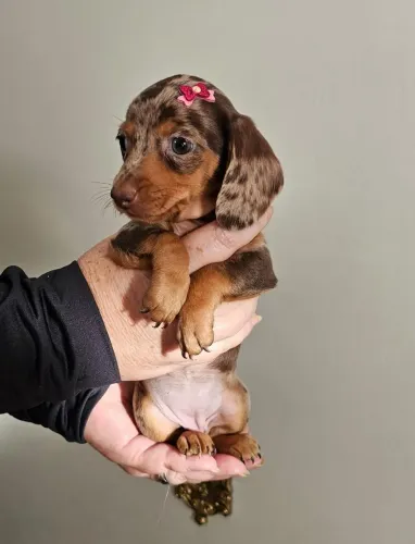 Filhotes de dachshund