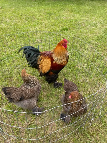 Galinhas Brahmas- Aves Ornamentais