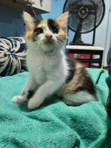 Gatas para adoção 