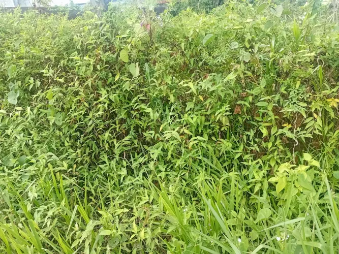 Terreno no cassange 1800m2