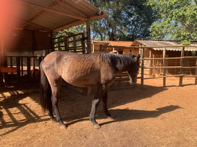 Cavalo 1 ano e 5 meses