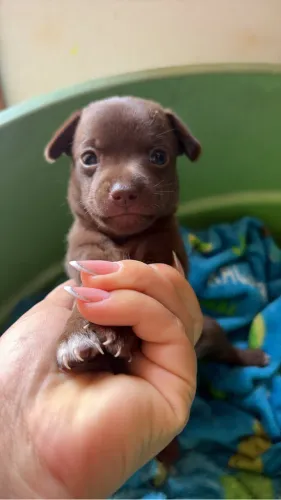 Pinscher 