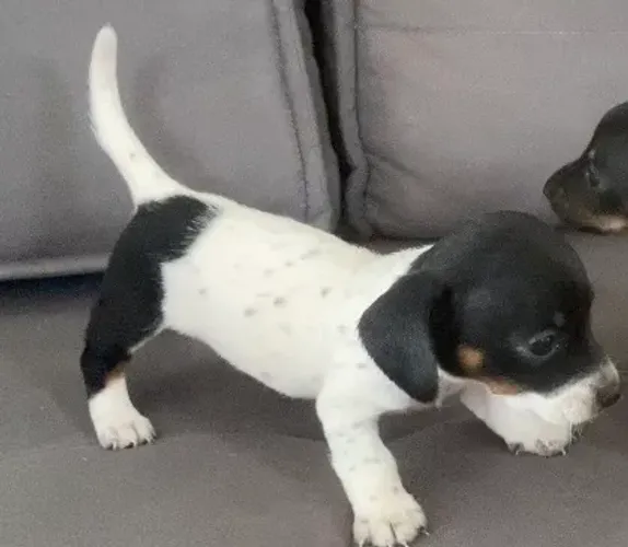 Basset puro Piebald (salsicha) Macho