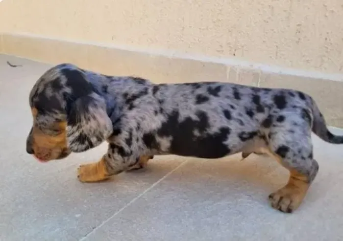 Basset Mini Filhotes Mofadinhos Belíssimos. 