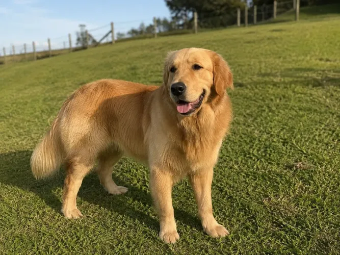 Doação Responsável - Benji - Golden Retriever