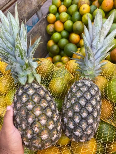 Abacaxi atacado 