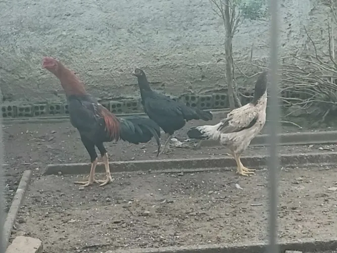Trio de aves Mura (índios)