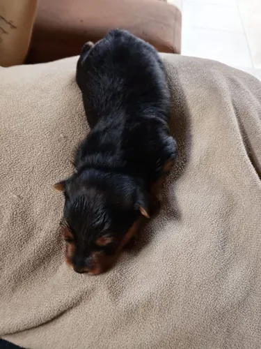 Vendo filhotes de Yorkshire terrier<br>Raça canina
