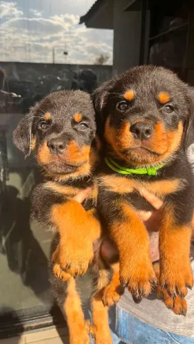 Filhotes de rottweiler