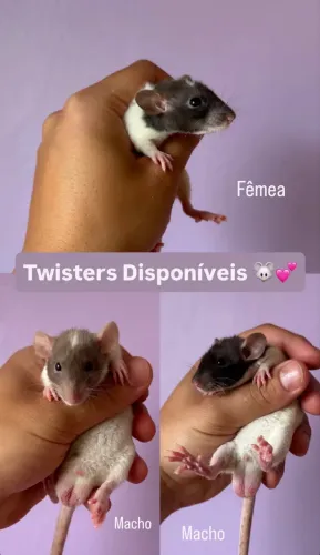 Twister - Rato de estimação