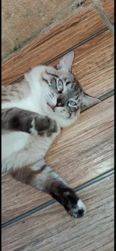 Adoção de gatos