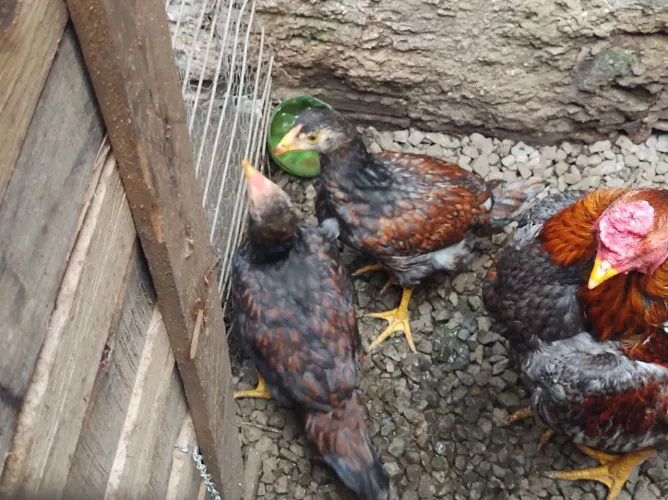 Casal de frango