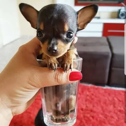 PINSCHER ZERO DE BOLSA( Fêmea e Macho) Aceito Cartão 