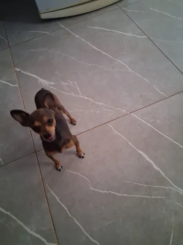 Vendo uma pinscher muito linda