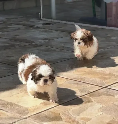 Shitzu fêmea e macho