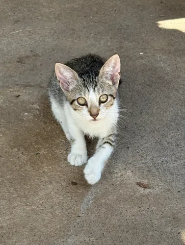 ADOTE UM AMOR MIAU MIAU 